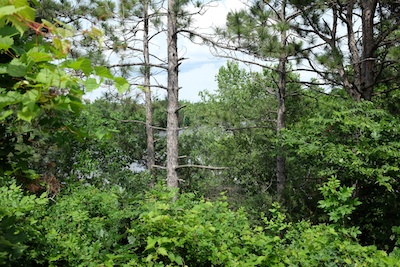 The scenic overlook of Cloquet Island.  They may wish to trim the underbrush.