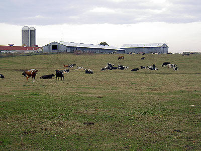 Cows at U of M Saint Paul campus