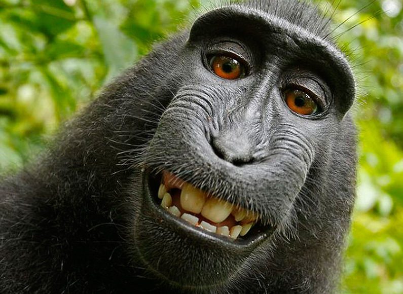 Monkey selfie, possibly Matt's favorite photo ever